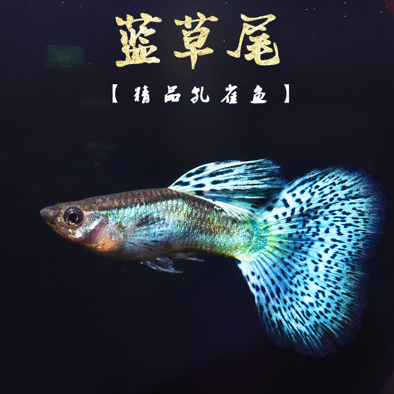 蓝草尾精品日本缎带宠物孔雀鱼