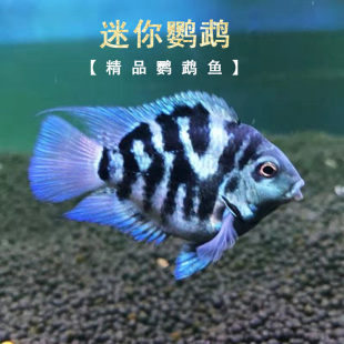迷你鹦鹉鱼热带观赏鱼宝蓝白金迷你鹦鹉繁殖种鱼淡水活体好养易活