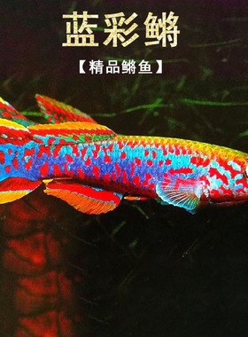 蓝彩鳉鱼漂亮宝贝梦幻七彩鳉鱼黄金火焰鳉小型热带观赏鱼淡水活体