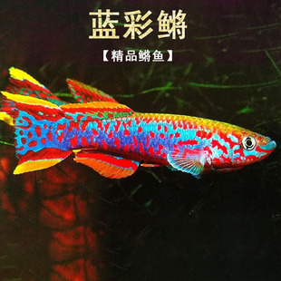 蓝彩鳉鱼漂亮宝贝梦幻七彩鳉鱼黄金火焰鳉小型热带观赏鱼淡水活体
