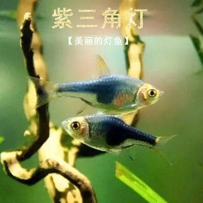 紫三角鱼灯鱼三角灯鱼小型鱼淡水鱼热带观赏鱼活鱼灯科鱼新手好养