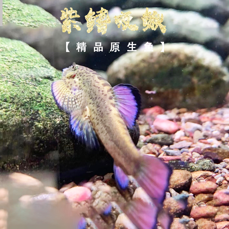 紫鳍吸鳅鱼原生冷水工具鱼清道夫除藻能手麦氏方氏圆斑拟腹活体鱼