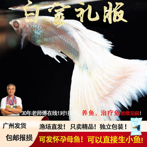 纯种孔雀鱼白金礼服 热带淡水小型观赏鱼胎生鱼临产怀孕母凤尾鱼