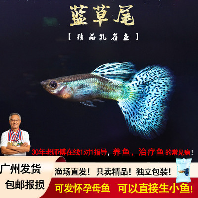 蓝草尾精品日本缎带宠物孔雀鱼