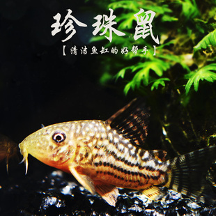 珍珠鼠鱼 满天星红翅珍珠鼠水草缸吃垃圾清洁工具底层鱼鼠鱼观赏