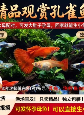 孔雀鱼高端精品纯种孕母临产观赏鱼活体小型热带鱼淡水好养活体大