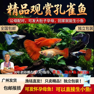 怀孕孔雀鱼精品鱼小型热带鱼淡水