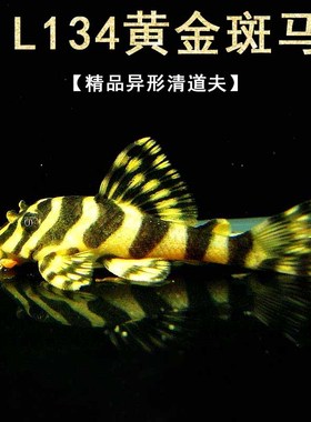 黄金斑马鱼L134南美异型鱼迷宫热带观赏淡水工具鱼异形底栖鱼活体
