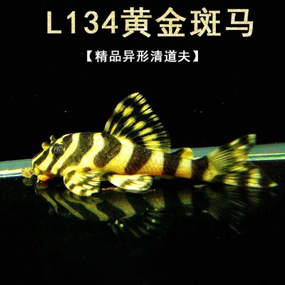 黄金斑马鱼L134南美异型鱼迷宫热带观赏淡水工具鱼异形底栖鱼活体