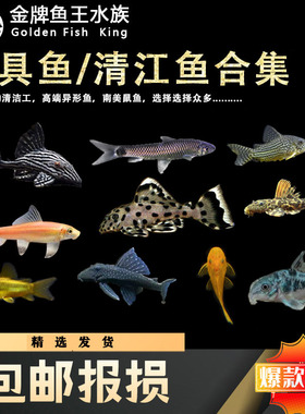 清道夫鱼金苔鼠清洁鱼工具鱼吃垃圾除藻冷水热带鱼淡水老鼠鱼活体