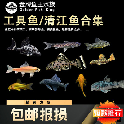 清道夫鱼金苔鼠清洁鱼工具鱼吃垃圾除藻冷水热带鱼淡水老鼠鱼活体