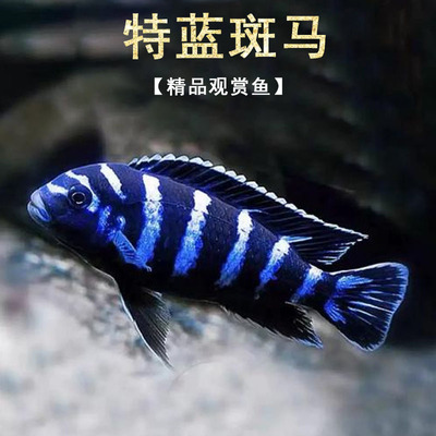 特蓝斑马三湖慈鲷热带观赏鱼水族活体鱼缸岩栖类坦鲷鱼易养艳丽