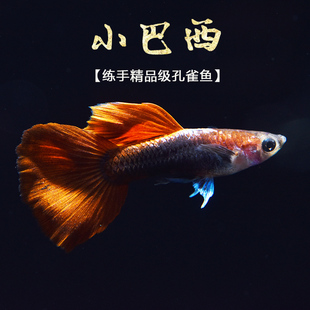 小型热带淡水观赏鱼缸活体宠物褶扇凤尾小巴西 巴西红扇孔雀鱼