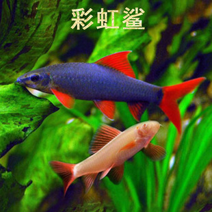 彩虹水草缸红鳍鲨清道夫除青苔工具彩虹鱼除藻鱼活体 粉红鲨鱼