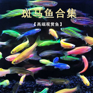 小型热带鱼观赏鱼斑马鱼灯科鱼 翡翠蓝莓红蓝绿斑马鱼冷水鱼活体