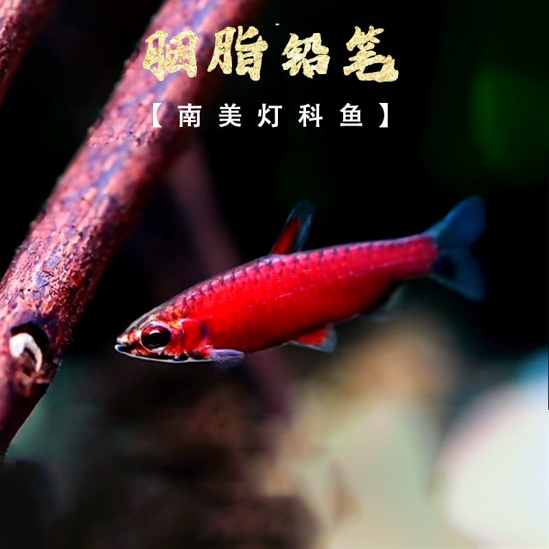 胭脂铅笔鱼进口野生灯科鱼小型鱼热带鱼淡水迷你火焰紫焰铅笔活体