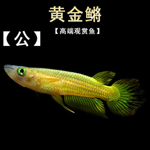 黄金鳉 淡水热带观赏灯鳉科水草缸印度小金龙鱂科草缸小型活体鱼
