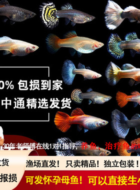 纯种热带淡水孔雀鱼大肚怀孕母待产小型观赏鱼红箭凤尾玛丽胎生鱼