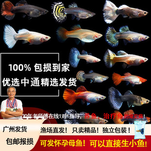 纯种热带淡水孔雀鱼大肚怀孕母待产小型观赏鱼红箭凤尾玛丽胎生鱼