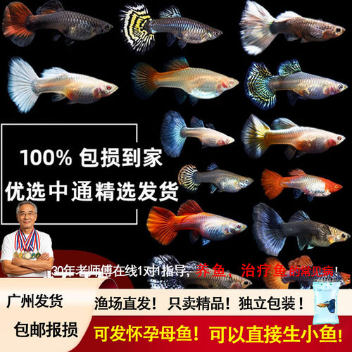 纯种热带淡水孔雀鱼怀孕母待产