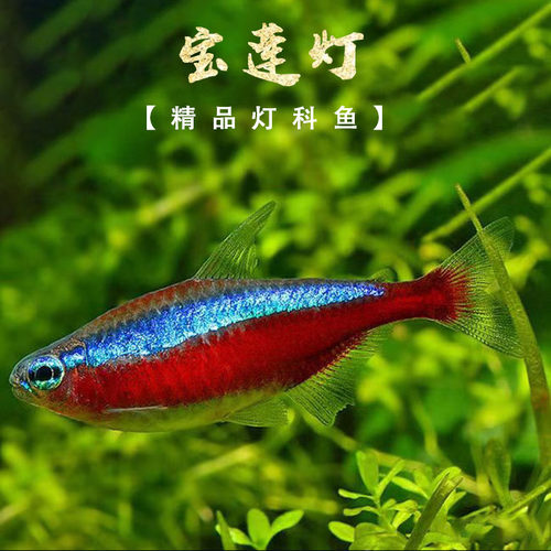 宝莲灯鱼活体灯科鱼淡水小型草缸群游好养耐活红绿灯热带观赏鱼苗
