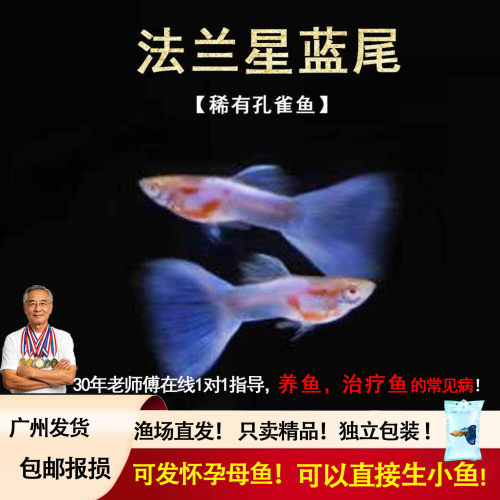 天空蓝孔雀鱼活鱼观赏鱼