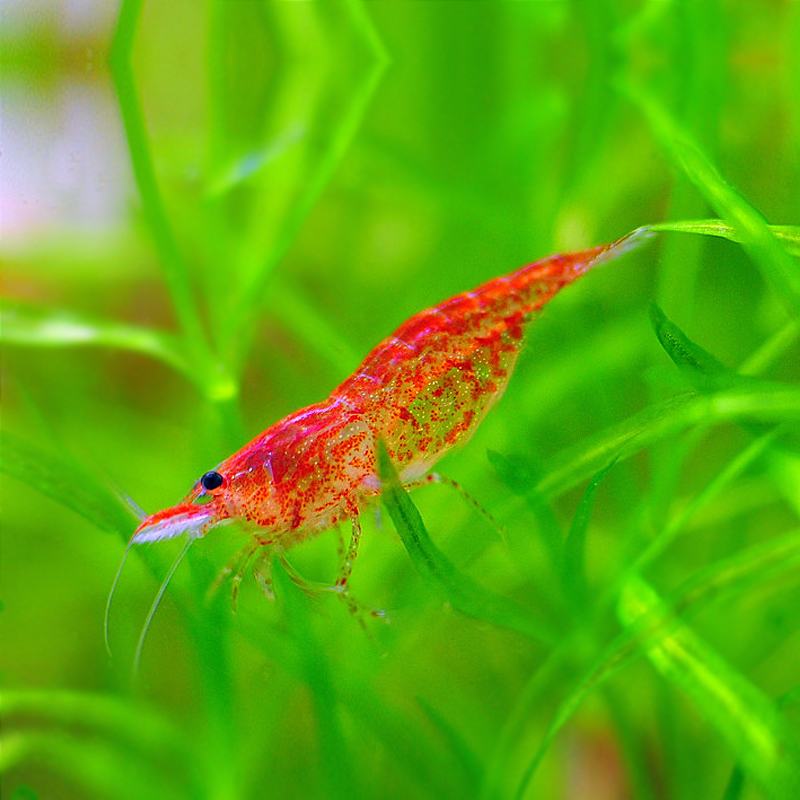 樱花虾 樱桃虾水族箱鱼缸除藻虾观赏虾 火焰虾活体樱花虾活体