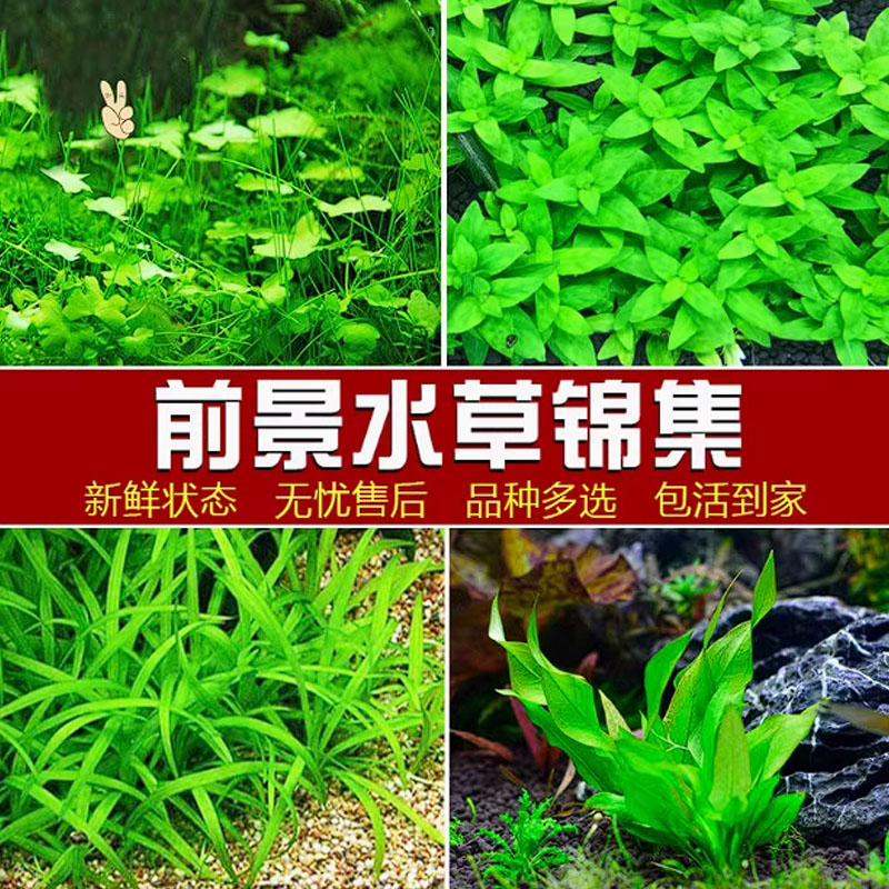 鱼缸前景草懒人造景水草迷你矮挖耳趴爬地矮珍珠淡水植物活体水草