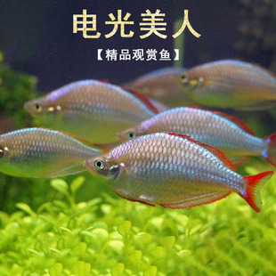 电光美人鱼热带水族观赏鱼淡水新手鱼缸入门易养活澳洲彩虹鱼活体