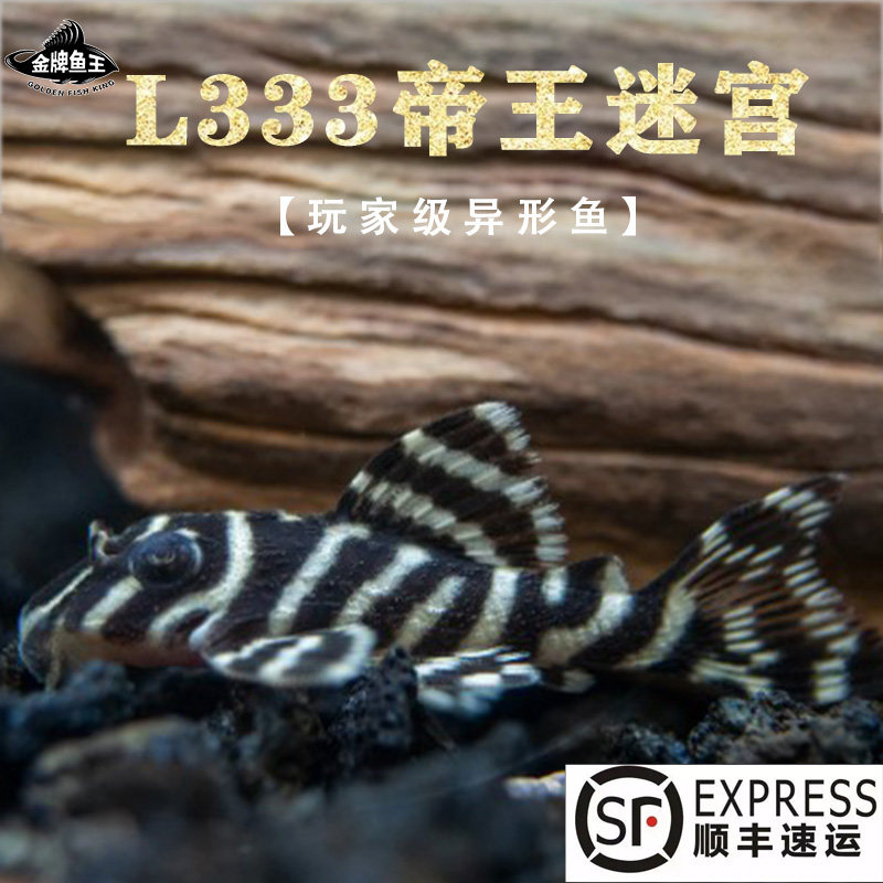 l333帝王迷宫异形鱼南美热带鱼观赏鱼淡水底层鱼除藻工具鱼清道夫