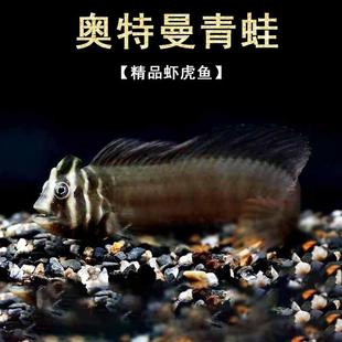 奥特曼青蛙鱼斑头肩鳃鳚圣修伯特原生冷水鱼广盐海水淡化品种活体