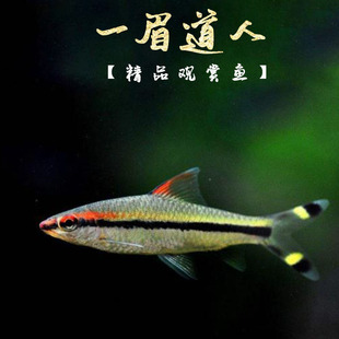 一眉道人鱼红眉道人鱼草缸群游鱼小型鱼活体热带观赏鱼黑尾大勾鱼