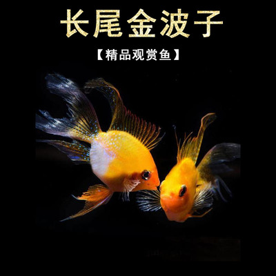 桃心金波子阿凡达凤凰鱼皮卡丘宝