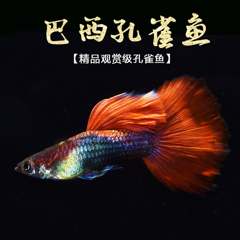 纯种巴西活体孔雀鱼可爱
