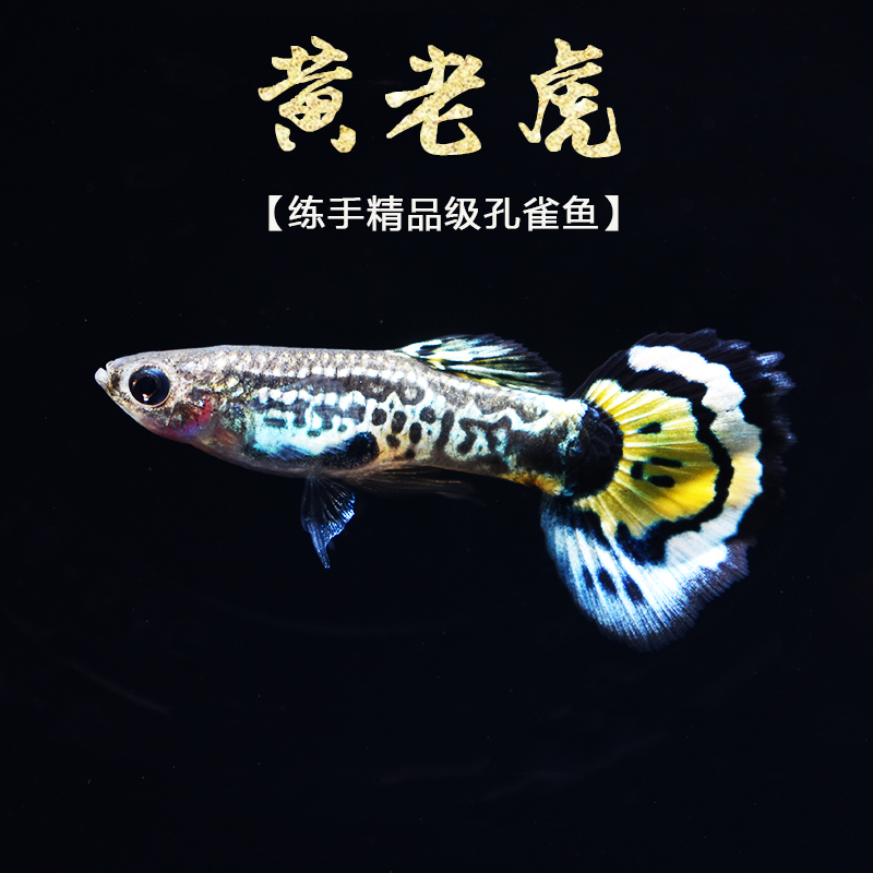 小黄老虎练手入门级观赏孔雀鱼