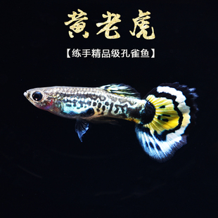 练手入门级孔雀鱼草缸小型胎生鱼金黄老虎活体观赏活体 小黄老虎
