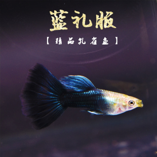 蓝礼服 台湾纯种精品热带孔雀鱼冰蓝礼服小型胎生鱼活体下崽狂魔