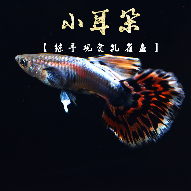 小耳朵孔雀鱼 泰国大小耳朵入门级扇尾孔雀小型鱼活体鱼练手级热