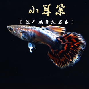 小耳朵孔雀鱼 泰国大小耳朵入门级扇尾孔雀小型鱼活体鱼练手级热