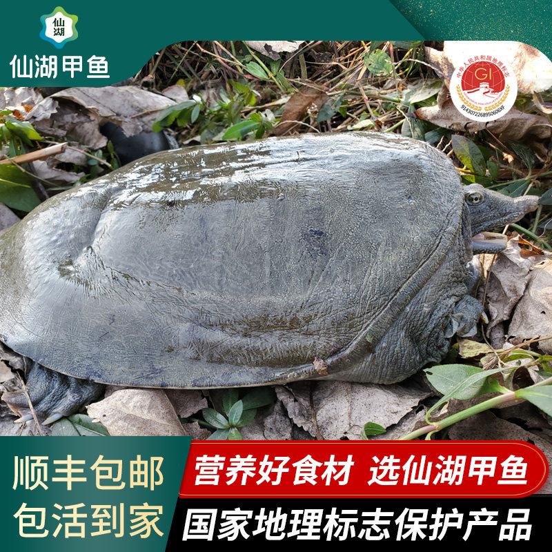仙湖甲鱼7斤汉寿甲鱼中华鳖生鲜10年仿野自然生长老水鱼高档送礼,水产肉类/新鲜蔬果/熟食,甲鱼,淘宝优惠券,粉丝福利购,淘宝优惠卷
