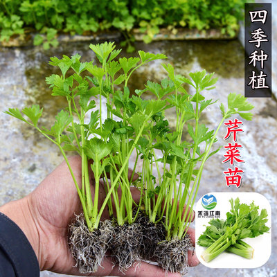 苏禾语芹菜苗秧皇后芹菜苗老品种