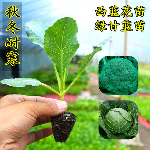 西兰花秧苗白花菜苗秋冬季蔬菜苗