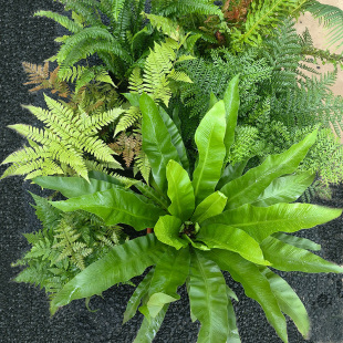 耐寒蕨富贵霸王蕨富士蕨肾蕨冬青蕨彩虹肾蕨狼尾蕨鸟巢蕨耐阴庭院