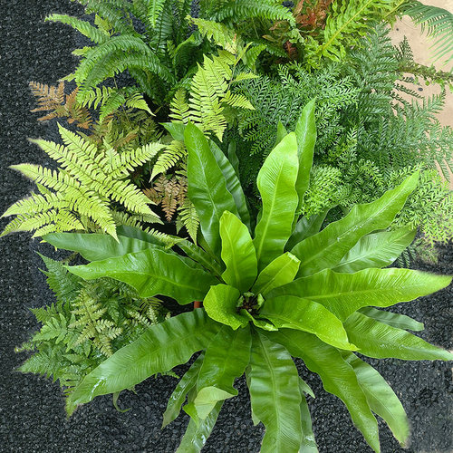 耐寒蕨类植物喜阴加湿美观