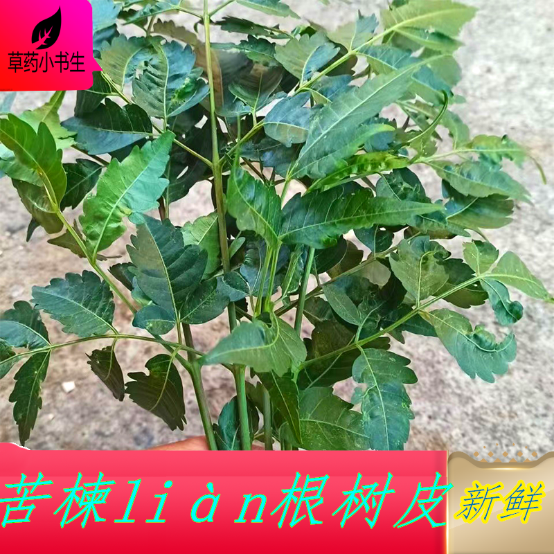 新鲜苦楝树叶树枝 树皮野外原生 苦练树枝叶现采川楝叶中药草材