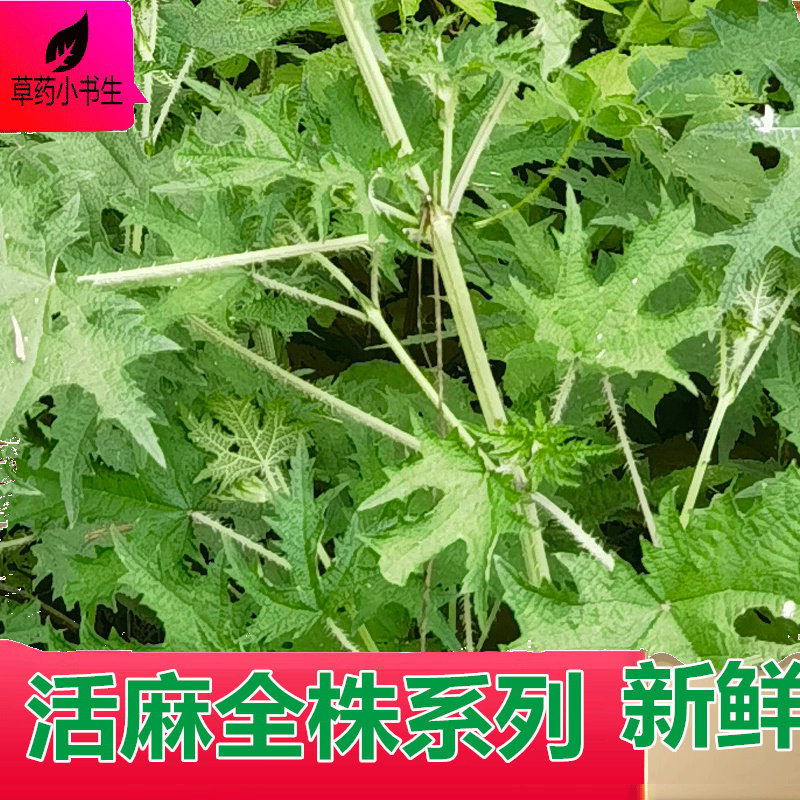 四川成都现摘活麻蜇人草荨麻绿叶子针刺叶子根根全株中草药材包邮