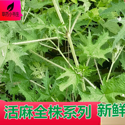 新鲜霍麻草摘活麻蜇人草