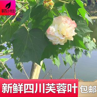 新鲜芙蓉叶木根粉外用枝叶树干树根1斤500克包邮乡下采摘发货外用