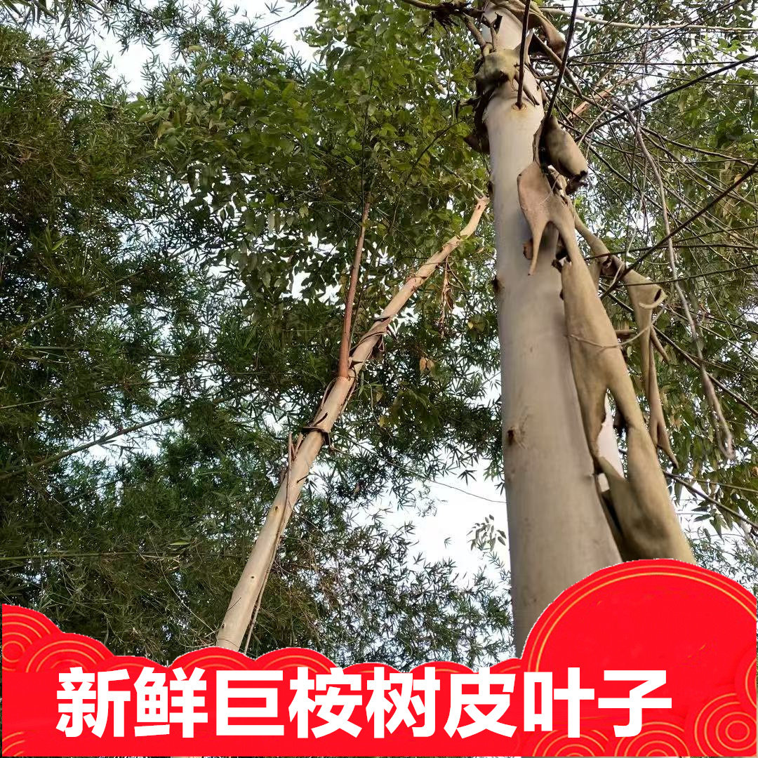 新鲜桉树巨桉树叶树皮干品树根一斤500g绿色植物乡下采摘发货包邮