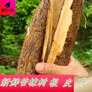 新鲜苦楝树叶皮果子根叶树枝 树皮野外原生 苦练树枝叶现采川楝水